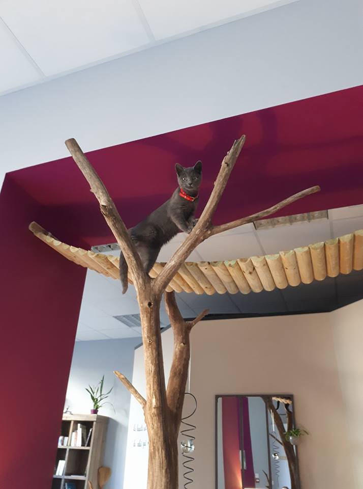 L'arbre à chat - les Chapotins